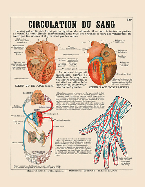 anatomieCirculationdusang